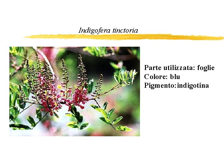 Indigofera tinctoria Parte utilizzata: foglie Colore: blu Pigmento: indigotina 