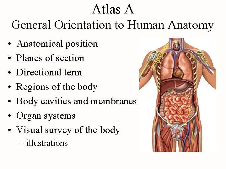 Atlas A General Orientation to Human Anatomy • • Anatomical position Planes of section