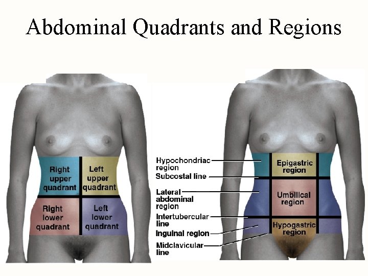 Abdominal Quadrants and Regions 