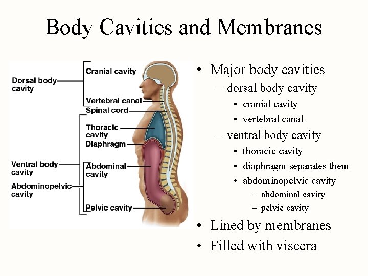 Body Cavities and Membranes • Major body cavities – dorsal body cavity • cranial