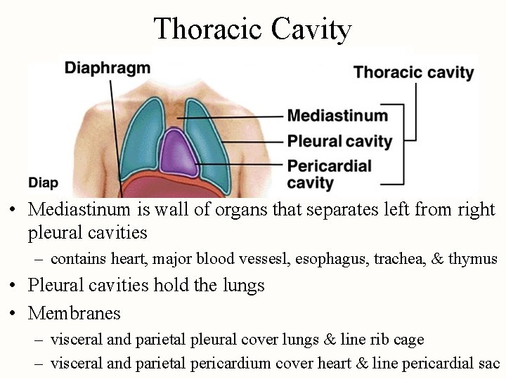 Thoracic Cavity • Mediastinum is wall of organs that separates left from right pleural