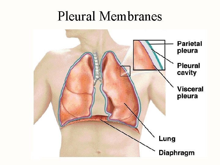 Pleural Membranes 