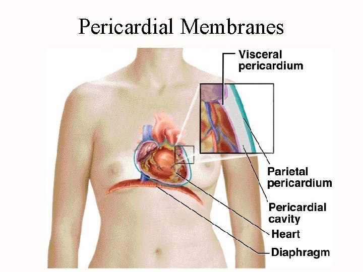 Pericardial Membranes 