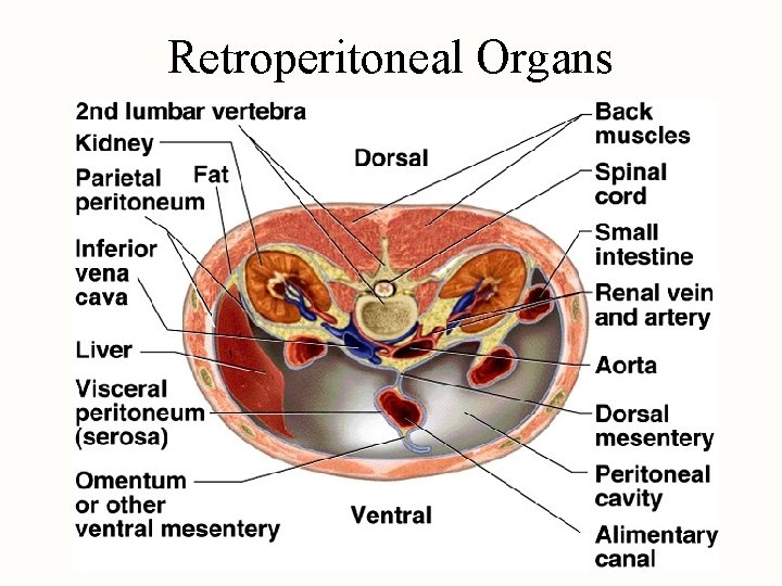 Retroperitoneal Organs 