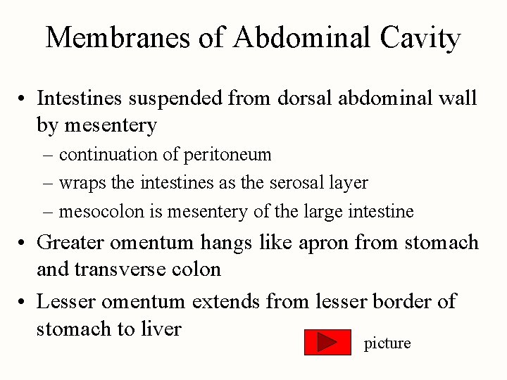 Membranes of Abdominal Cavity • Intestines suspended from dorsal abdominal wall by mesentery –