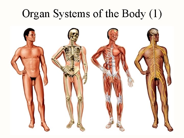 Organ Systems of the Body (1) 