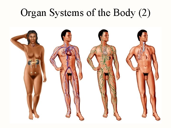 Organ Systems of the Body (2) 