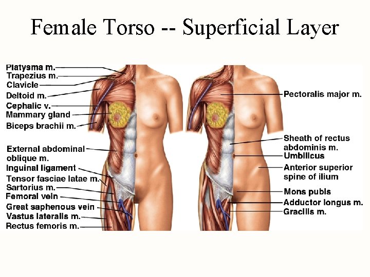 Female Torso -- Superficial Layer 