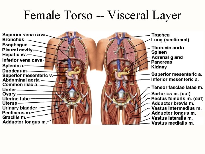 Female Torso -- Visceral Layer 