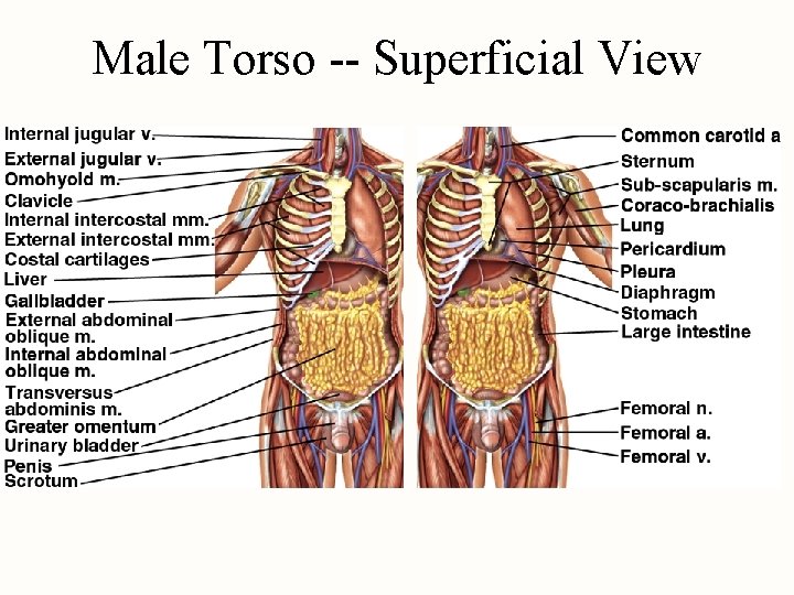 Male Torso -- Superficial View 