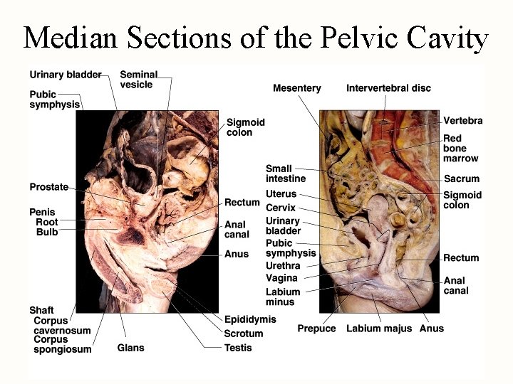 Median Sections of the Pelvic Cavity 