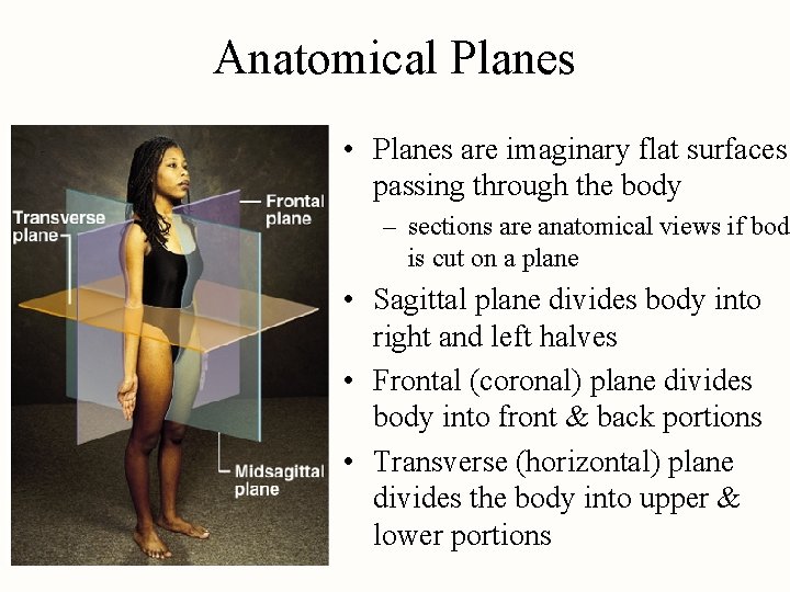 Anatomical Planes • Planes are imaginary flat surfaces passing through the body – sections