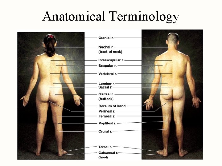 Anatomical Terminology 