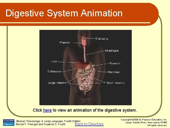 Digestive System Animation Click here to view an animation of the digestive system. Medical Digestive System Animation Click here to view an animation of the digestive system. Medical