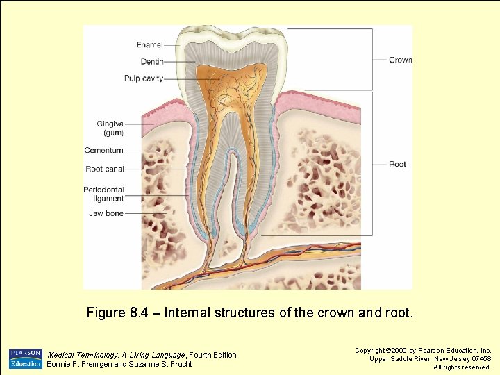 Figure 8. 4 – Internal structures of the crown and root. Medical Terminology: A