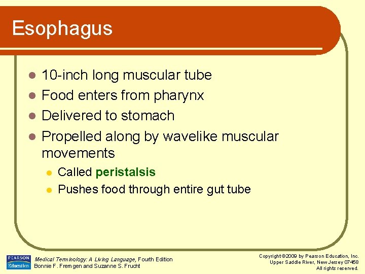 Esophagus 10 -inch long muscular tube l Food enters from pharynx l Delivered to Esophagus 10 -inch long muscular tube l Food enters from pharynx l Delivered to