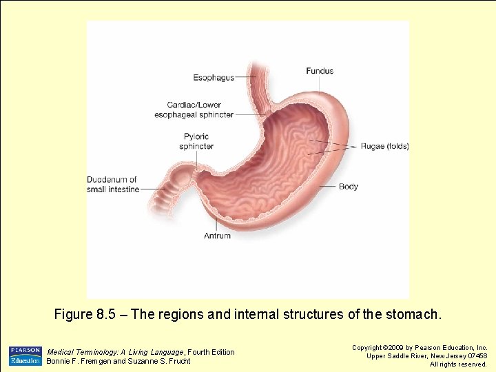 Figure 8. 5 – The regions and internal structures of the stomach. Medical Terminology: Figure 8. 5 – The regions and internal structures of the stomach. Medical Terminology: