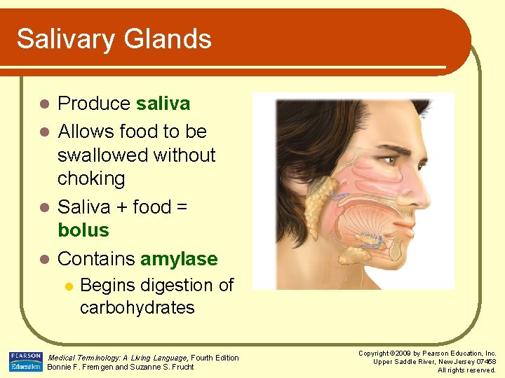 Salivary Glands Produce saliva l Allows food to be swallowed without choking l Saliva