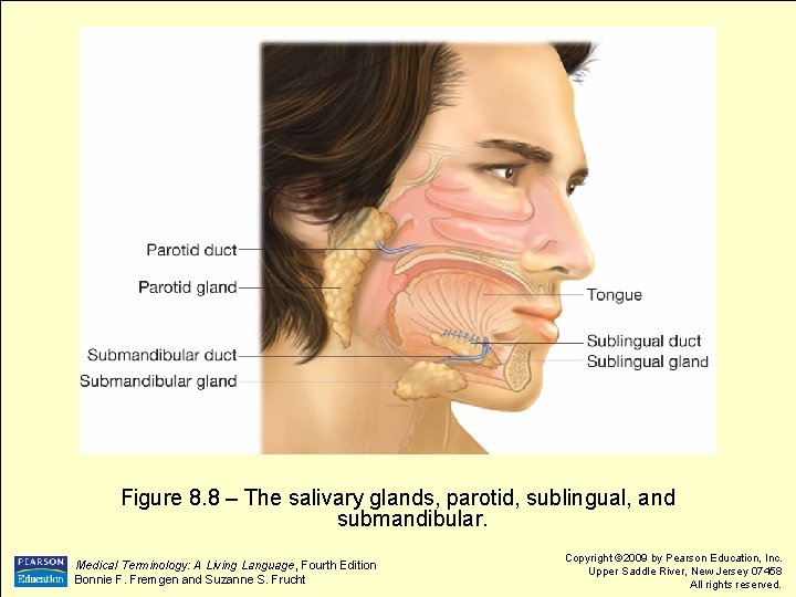 Figure 8. 8 – The salivary glands, parotid, sublingual, and submandibular. Medical Terminology: A