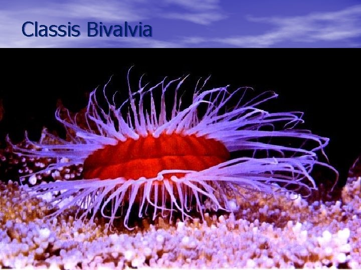 Classis Bivalvia 