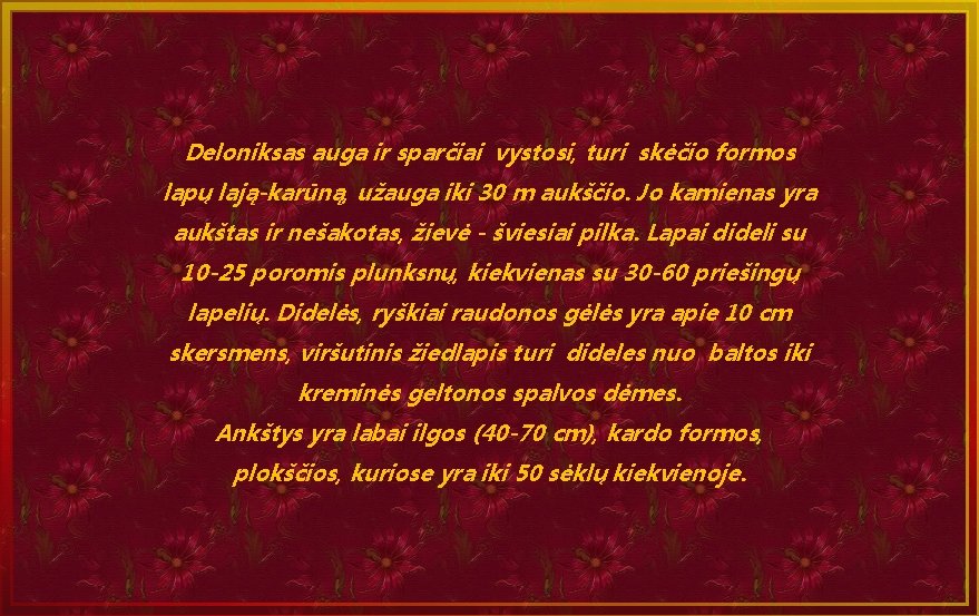 Deloniksas auga ir sparčiai vystosi, turi skėčio formos lapų lają-karūną, užauga iki 30 m