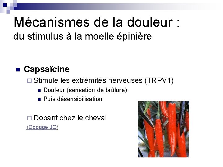 Mécanismes de la douleur : du stimulus à la moelle épinière n Capsaïcine ¨ Mécanismes de la douleur : du stimulus à la moelle épinière n Capsaïcine ¨