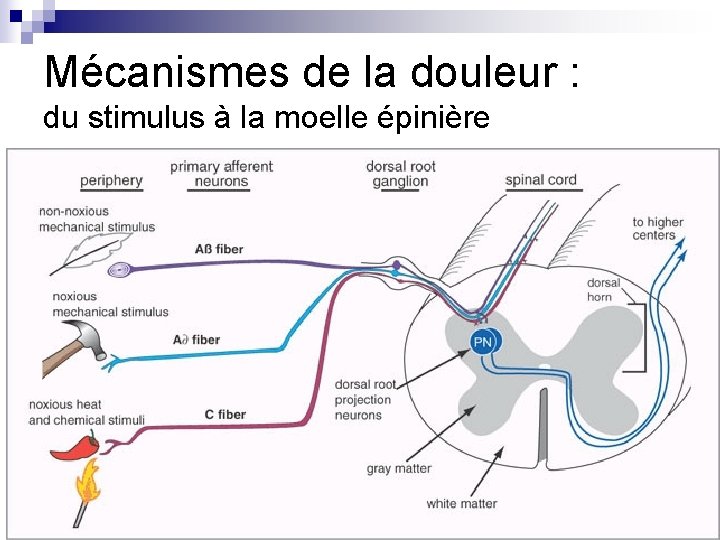 Mécanismes de la douleur : du stimulus à la moelle épinière Mécanismes de la douleur : du stimulus à la moelle épinière