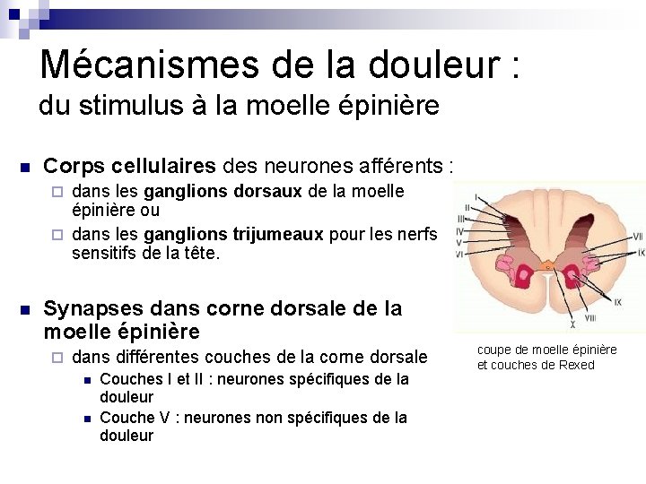 Mécanismes de la douleur : du stimulus à la moelle épinière n Corps cellulaires Mécanismes de la douleur : du stimulus à la moelle épinière n Corps cellulaires