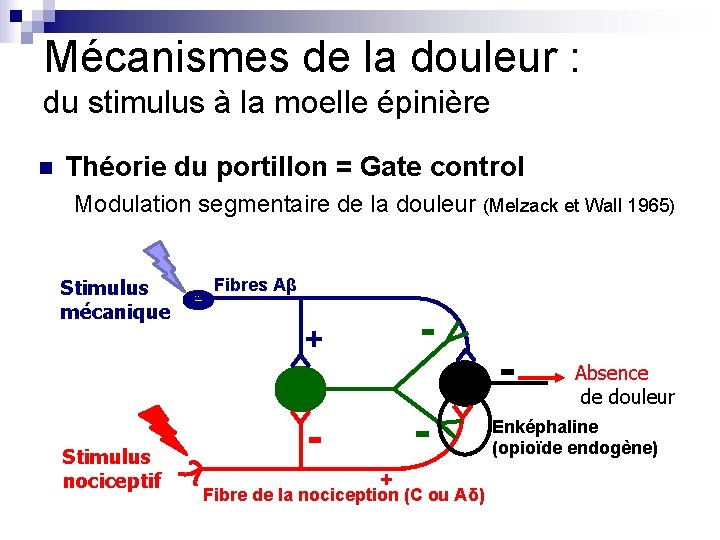 Mécanismes de la douleur : du stimulus à la moelle épinière Théorie du portillon Mécanismes de la douleur : du stimulus à la moelle épinière Théorie du portillon