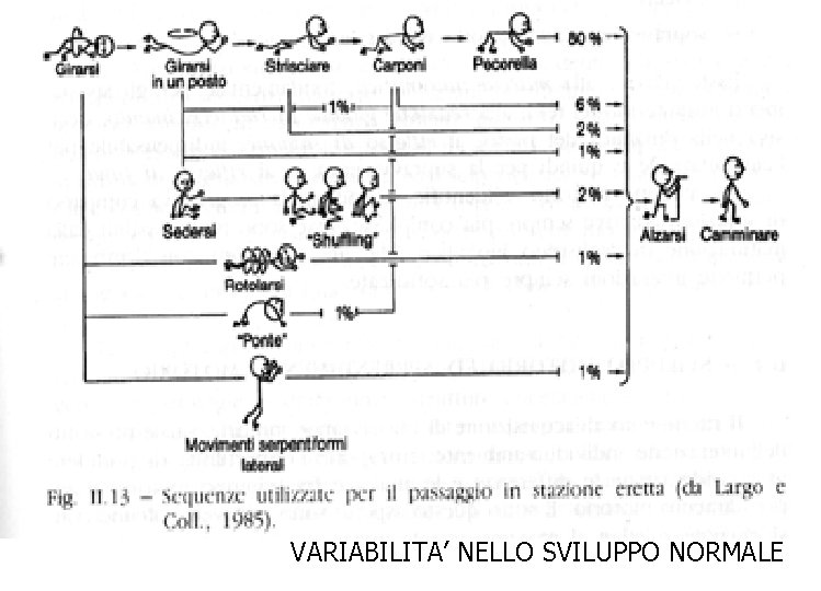 VARIABILITA’ NELLO SVILUPPO NORMALE 