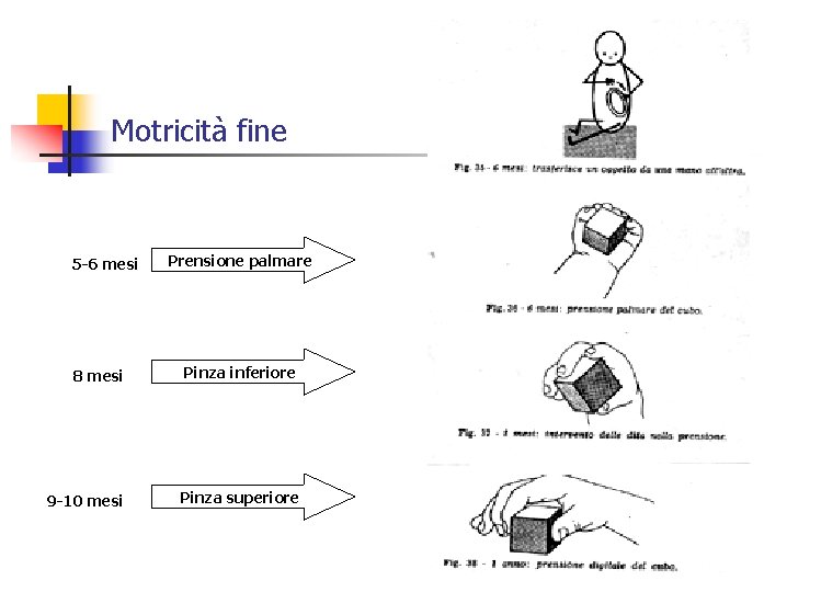 Motricità fine 5 -6 mesi Prensione palmare 8 mesi Pinza inferiore 9 -10 mesi