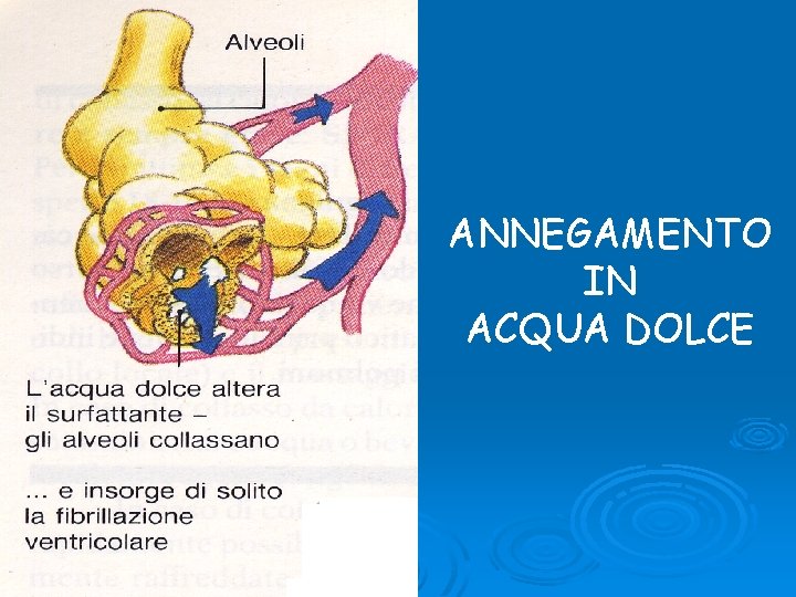 ANNEGAMENTO IN ACQUA DOLCE 