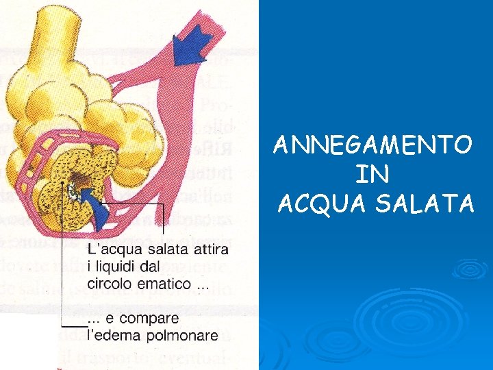 ANNEGAMENTO IN ACQUA SALATA 