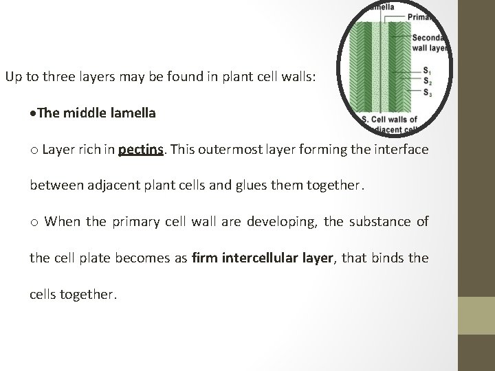 Up to three layers may be found in plant cell walls: The middle lamella