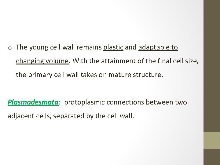 o The young cell wall remains plastic and adaptable to changing volume. With the