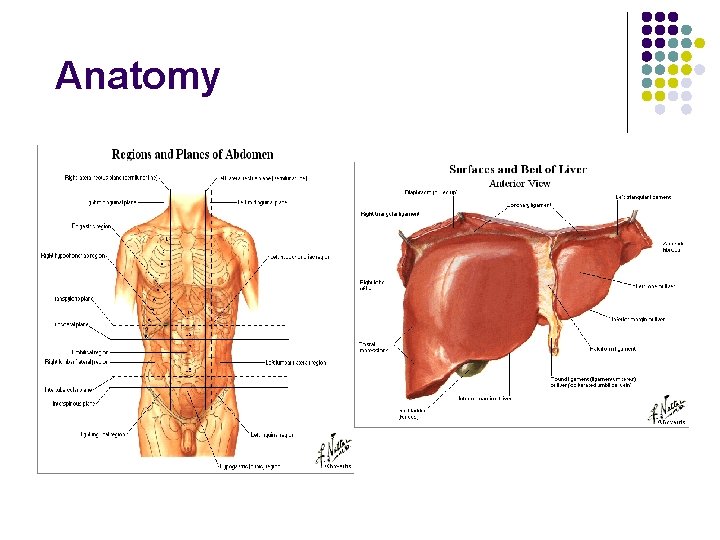 Anatomy 