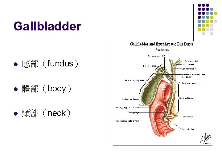 Gallbladder l 底部（fundus） l 體部（body） l 頸部（neck） 