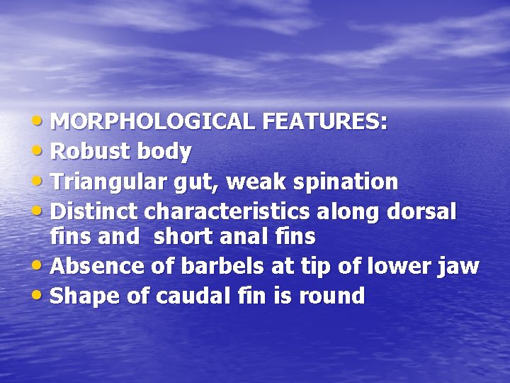 • MORPHOLOGICAL FEATURES: • Robust body • Triangular gut, weak spination • Distinct • MORPHOLOGICAL FEATURES: • Robust body • Triangular gut, weak spination • Distinct