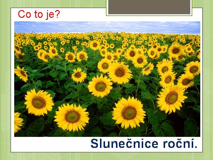 Co to je? Slunečnice roční. 