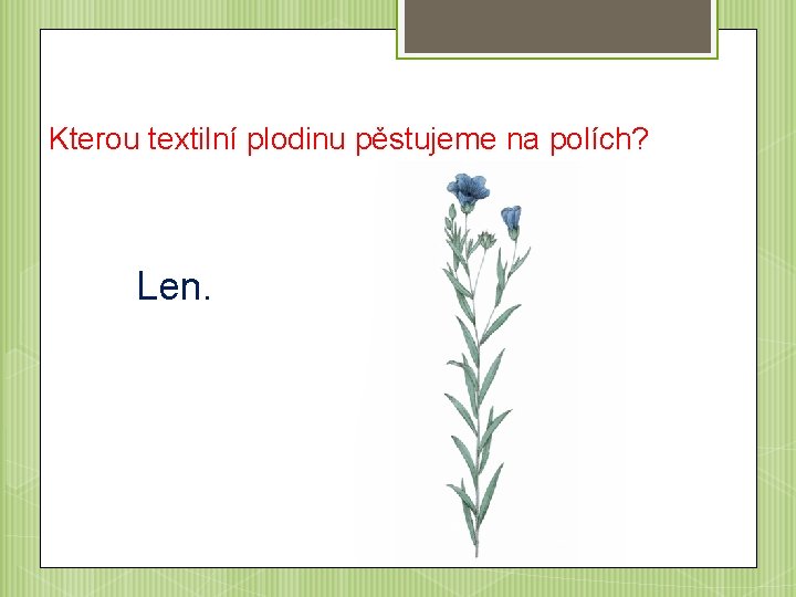 Kterou textilní plodinu pěstujeme na polích? Len. 