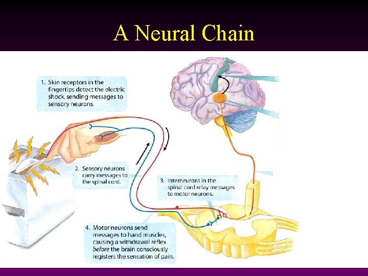 A Neural Chain 