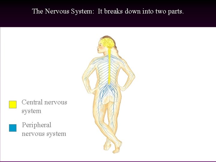 The Nervous System: It breaks down into two parts. Central nervous system Peripheral nervous