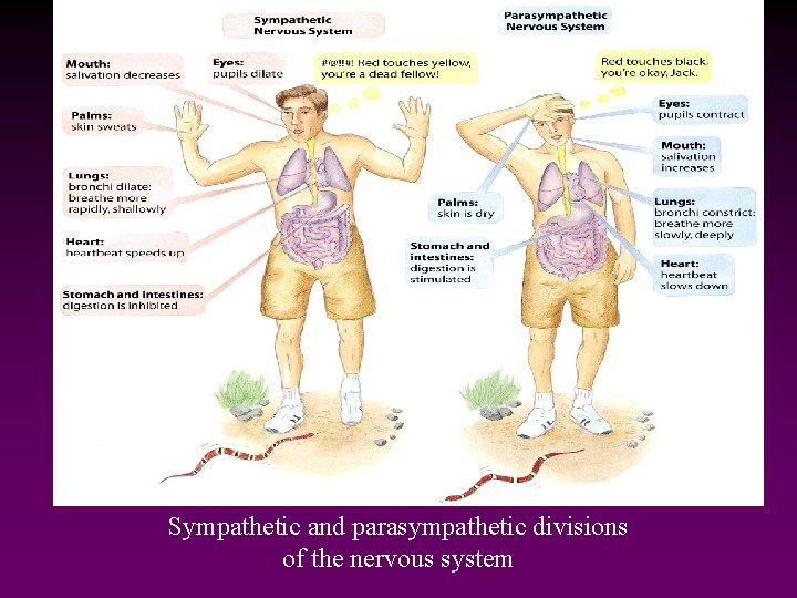 Sympathetic and parasympathetic divisions of the nervous system 