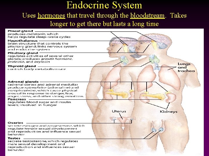 Endocrine System Uses hormones that travel through the bloodstream. Takes longer to get there