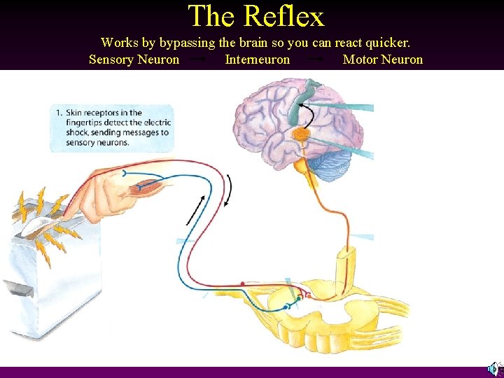 The Reflex Works by bypassing the brain so you can react quicker. Sensory Neuron