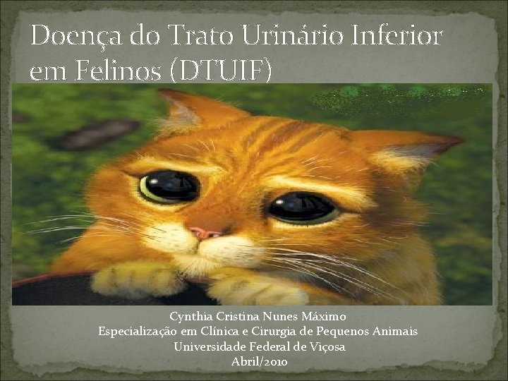 Doença do Trato Urinário Inferior em Felinos (DTUIF) Cynthia Cristina Nunes Máximo Especialização em