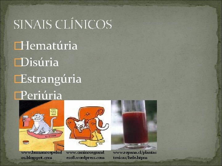 SINAIS CLÍNICOS �Hematúria �Disúria �Estrangúria �Periúria www. humanosepelud os. blogspot. com www. caninosegrand es