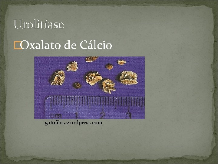 Urolitíase �Oxalato de Cálcio gatofilos. wordpress. com 