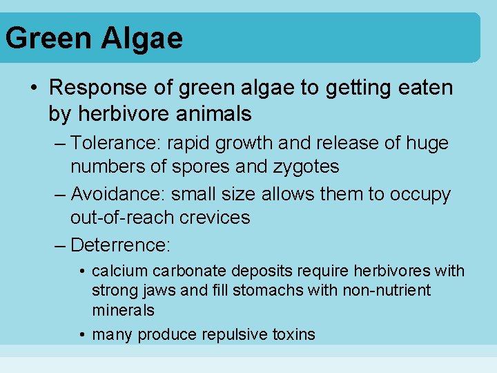 Green Algae • Response of green algae to getting eaten by herbivore animals –