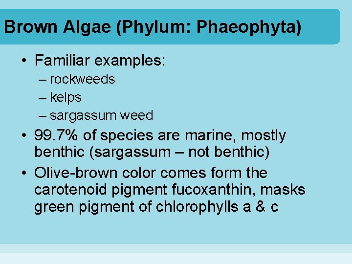 Brown Algae (Phylum: Phaeophyta) • Familiar examples: – rockweeds – kelps – sargassum weed